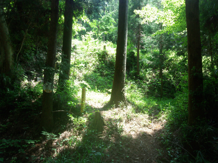 20130515 DSC_0332.jpg