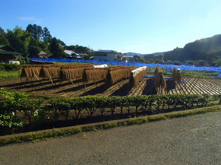 20130918宮ケ瀬P9180903.jpg